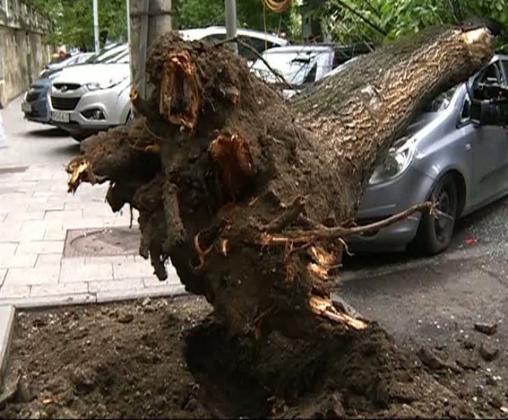 PANICĂ ÎN CAPITALĂ, după VIJELIE: un copac a căzut peste două maşini