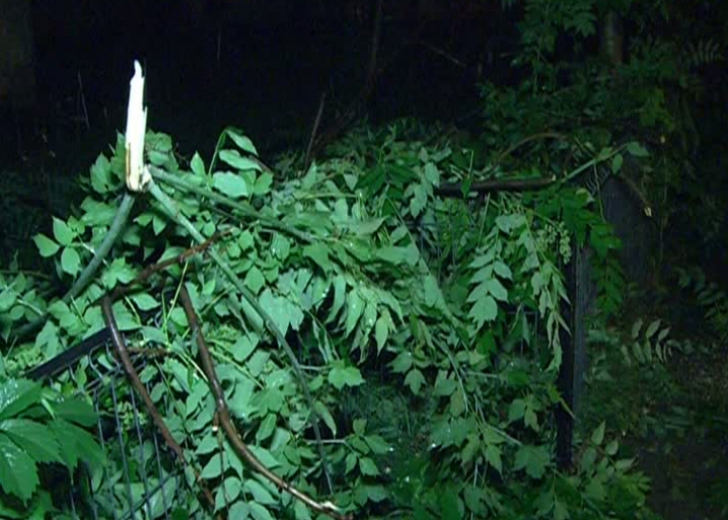 Mai mulţi copaci şi un stâlp au fost doborâţi de vânt la Cluj-Napoca, două maşini fiind avariate