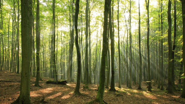 DESCOPERIRE INCREDIBILĂ într-o pădure din Vaslui