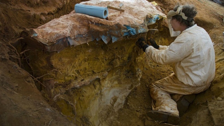Fosilele unei noi specii de mamifer din Cretacic, descoperite de cercetători UBB lângă Alba Iulia