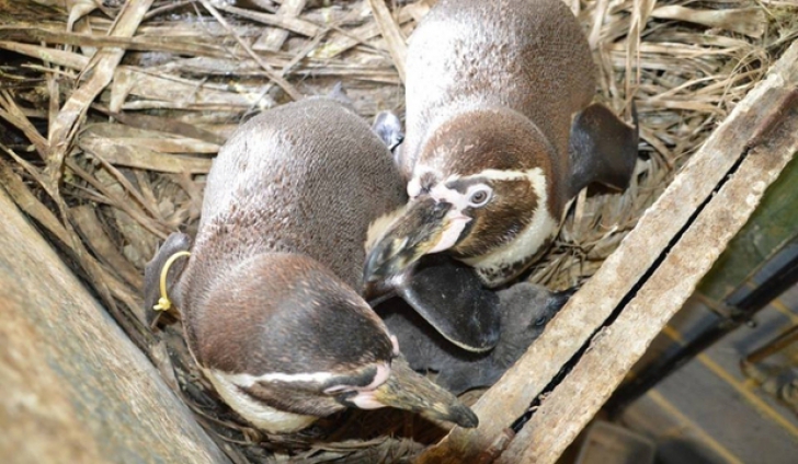 Doi pinguini gay au adoptat un ou abandonat