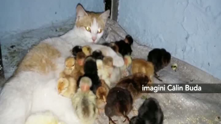 O pisică a adoptat 25 de pui de găină
