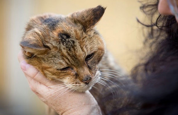 Poppy, pisica de 24 de ani, a intrat în Cartea Recordurilor pentru longevitatea sa