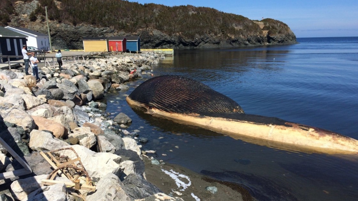 Cetatenii dintr-o localitate din Canada sunt ingroziti de faptul ca o balena esuata pe plaja din localitate ar putea sa explodeze in orice moment.