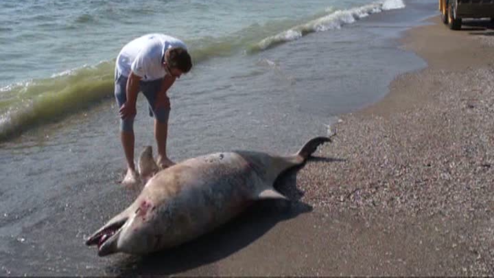 Delfini îmbibați cu FENTANIL și rechini cu COCAINĂ. Oceanul planetar devine un cocktail de stupefiante