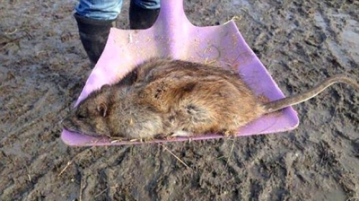 Oamenii de ştiinţă caută soluţii