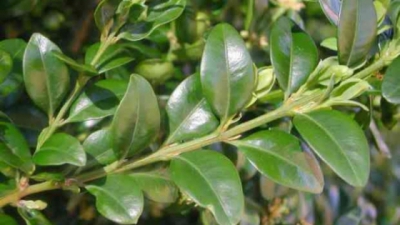 Cimisir (Buxus sempervirens)