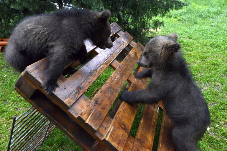 Trei ursuleţi orfani din Serbia, aduşi în România. Foto: Mihai Vasile / Mediafax FOTO