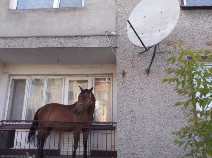 Explicaţia polonezului e simplă: nu vroia ca cineva să fure calul