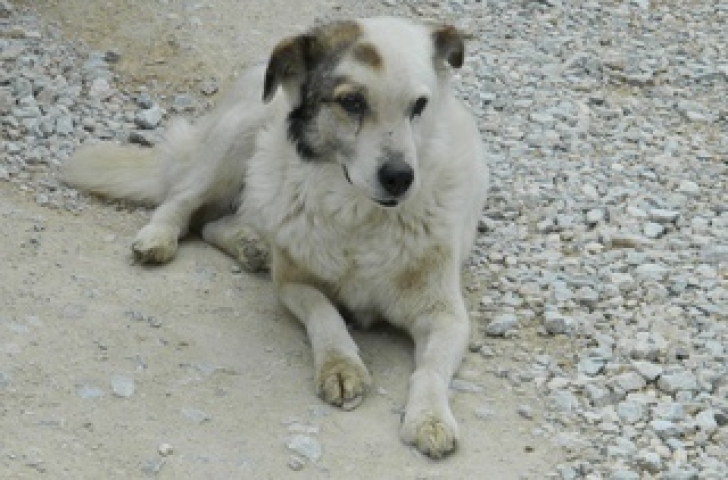 Câinele Jumară, din Gorj, şi-a pierdut stăpânul, care s-a sinucis