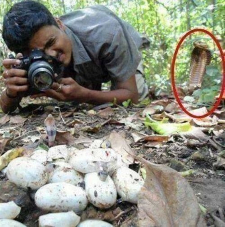 Fotografia un cuib de şerpi. A avut un ŞOC când s-a uitat în spatele său