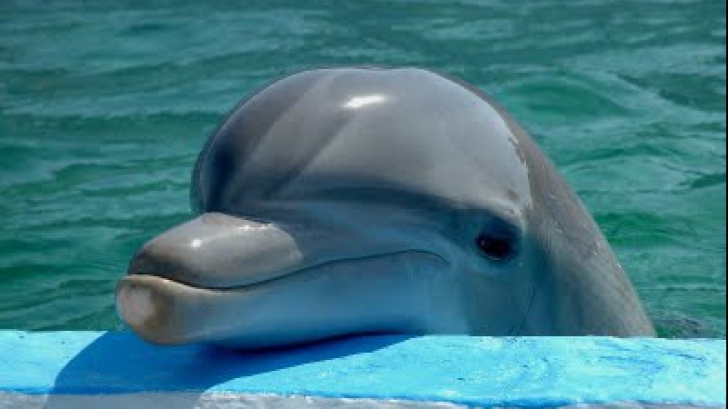 Cruzime extremă: au făcut selfie-uri cu un pui de delfin până când a murit