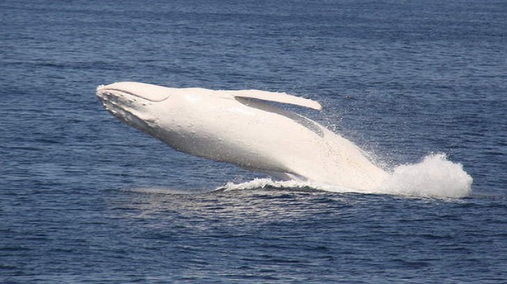 O balenă albă a fost zărită în dreptul orașului Sydney