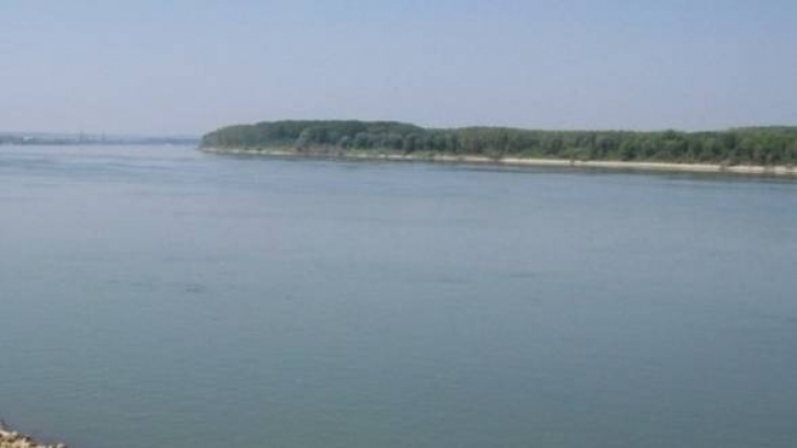 COD GALBEN pe Dunăre, pe sectorul aval Călăraşi