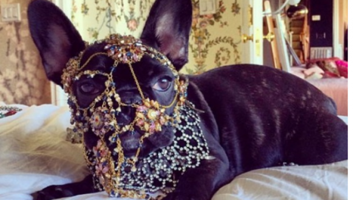 Lady Gaga, criticată de organizaţii pentru apărarea drepturilor animalelor din cauza unei fotografii