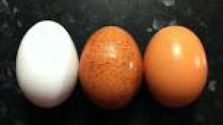 6 lucruri nestiute despre oua
