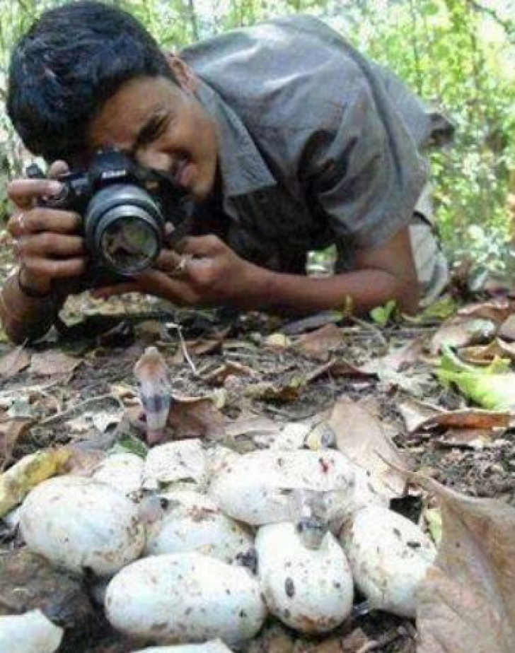 Fotografia un cuib de şerpi. A avut un ŞOC când s-a uitat în spatele său