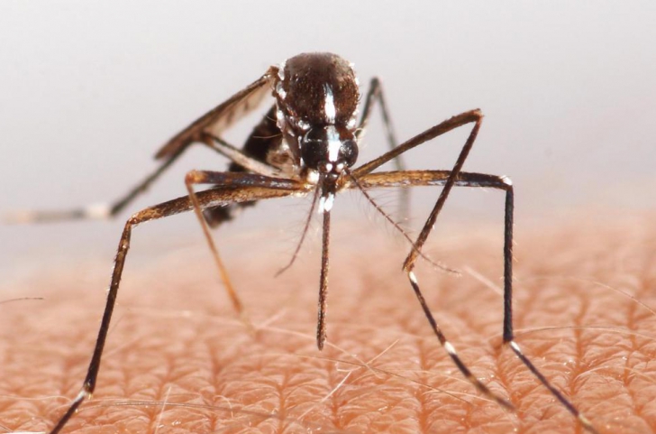 Atenţie la înţepăturile de ţânţar! Două persoane infectate cu virusul West Nile, la Brăila