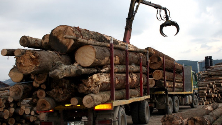 Guvernul promite un software care să urmărească orice transport de lemn