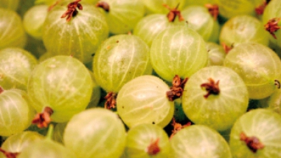 FRESH-REFRESH. Beneficiile agrișelor