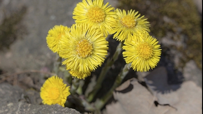 Ceai de podbal: Proprietati, beneficii si contraindicatii