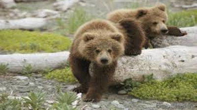 Trei urși, împușcați de autoritățile harghitate, marți noaptea./ Arhivă foto