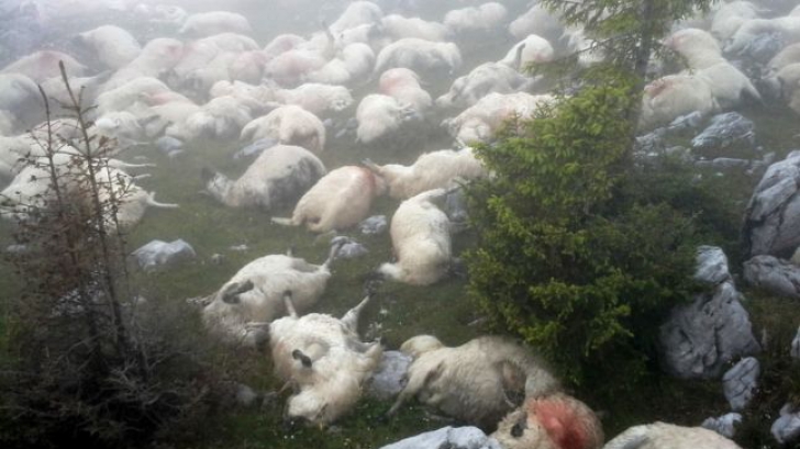 Sute de cadavre de oi au atras urşii