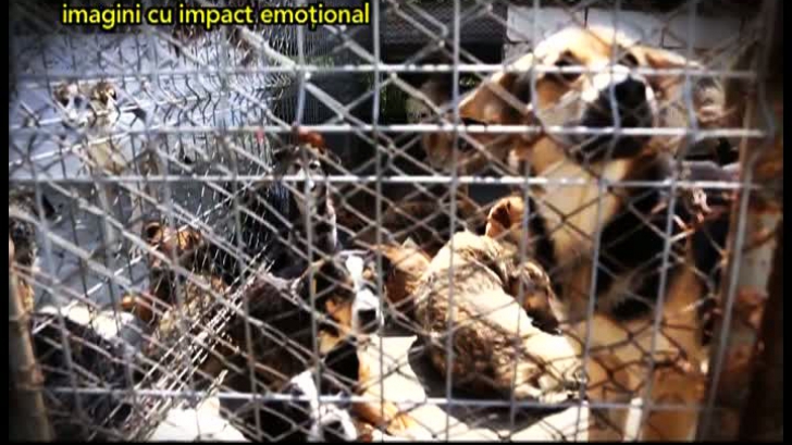 Zeci de câini au murit în urma unui incendiu izbucnit la un adăpost de lângă Timişoara