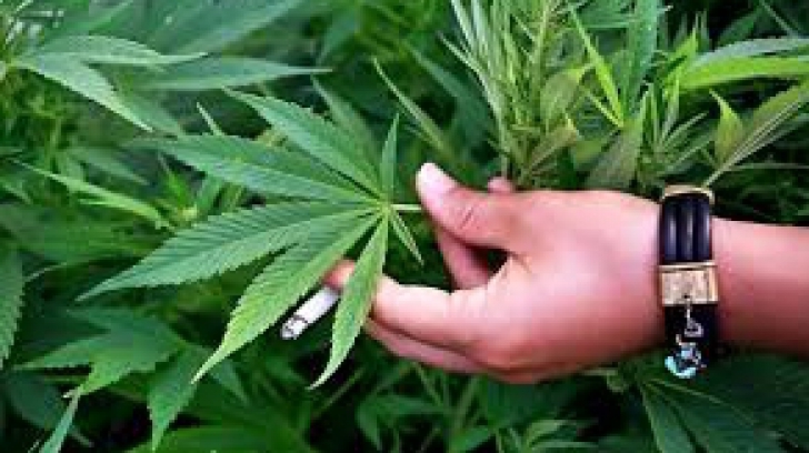 Cea mai mare plantație de canabis, inaugurată: 1,5 tone de marijuana, cultivate în 3 luni! Află unde