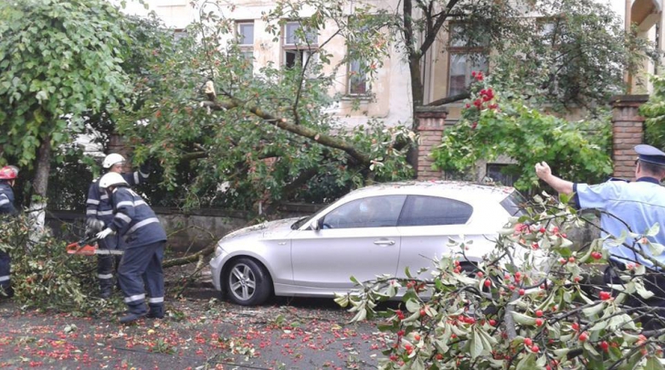 Furtună în Capitală: Cinci copaci au fost rupţi