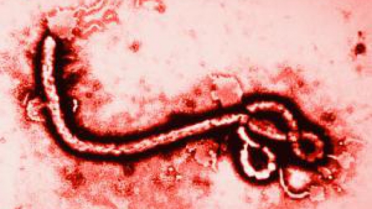 Riscul apariției virusului Ebola pe continentul european este foarte redus 