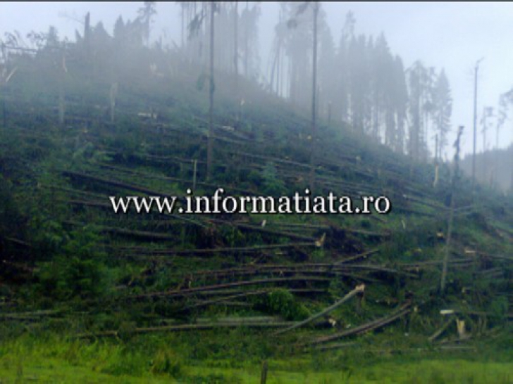 Pădure răvăşită de o tornadă în Suceava