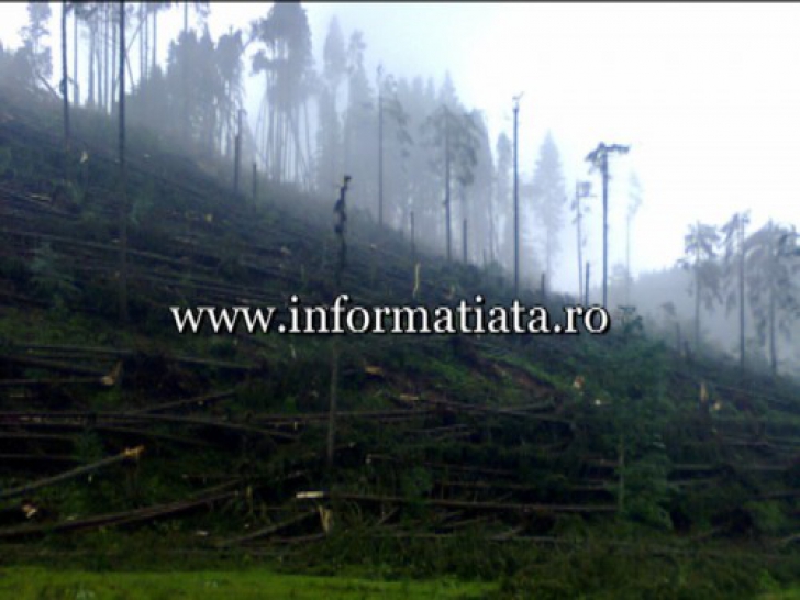 Pădure răvăşită de o tornadă în Suceava