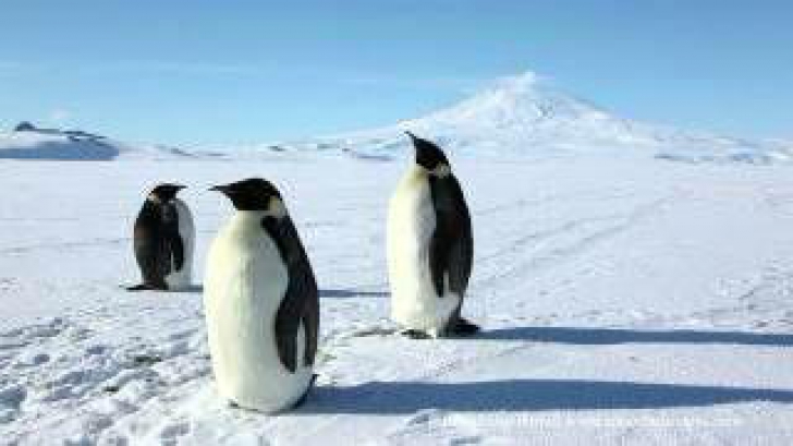 Pinguinii imperiali, amenințați de încălzirea Antarcticii 