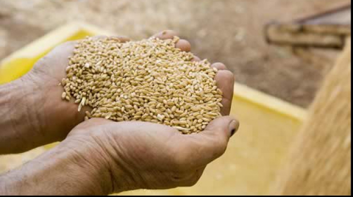 Aproape 2.000 de tone de cereale, CONFISCATE de inspectorii antifraudă fiscală