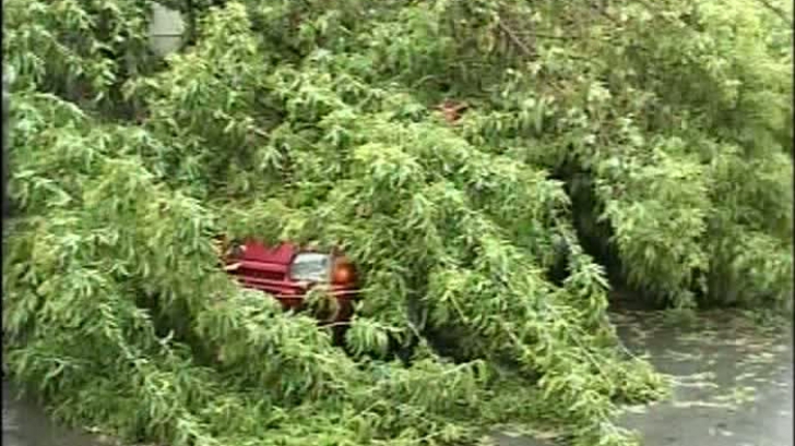Un şofer din Arad a murit după ce maşina pe care o conducea a fost strivită de un copac
