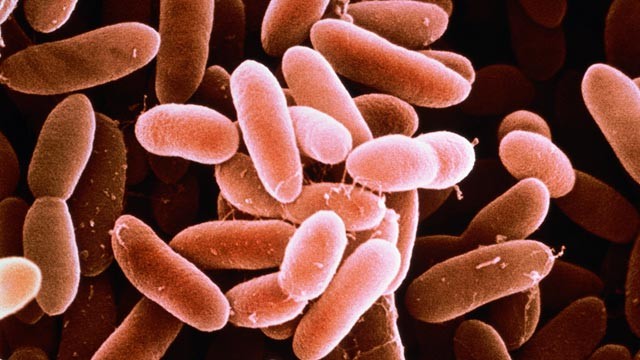 Alertă alimentară în România. Pește contaminat cu bacteria Listeria, retras din magazine