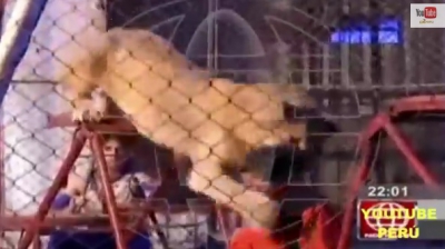 Momente de groază la circ, &icirc;n Peru