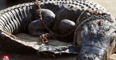 V&acirc;nătorii au prins un aligator uriaş &icirc;n Alabama