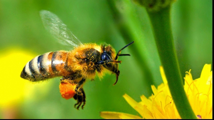 Ce faci dacă te înţeapă o albină. Marea greşeală pe care trebuie să o eviţi