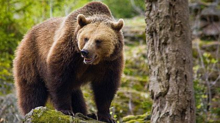 Intervenţie pentru salvarea unui urs rămas blocat în gardul unei grădini