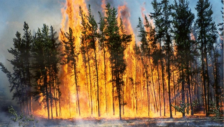 Suedia se confruntă cu cele mai grave incendii de pădure din istoria modernă.