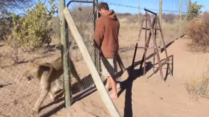 VIDEO A deschis poarta şi a dat drumul leoaicei. Ce s-a întâmplat mai apoi este de neimaginat