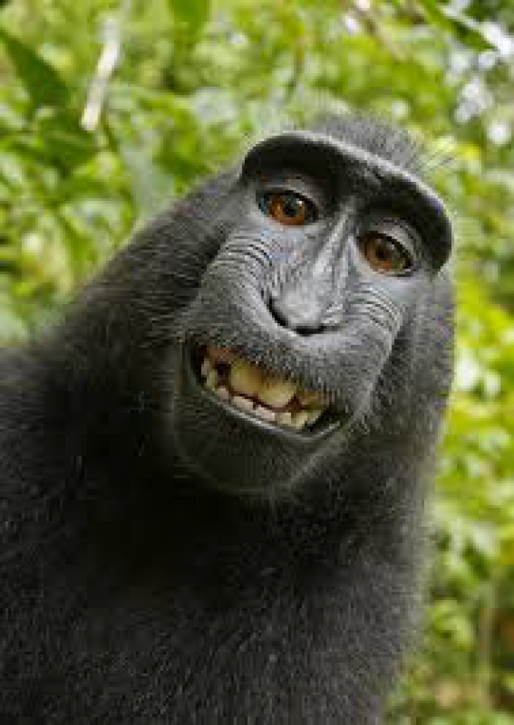 Selfie-ul făcut de maimuţă