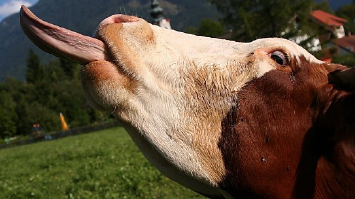 Boala limbii albastre la bovine şi ovine, confirmată şi în două localităţi din Prahova