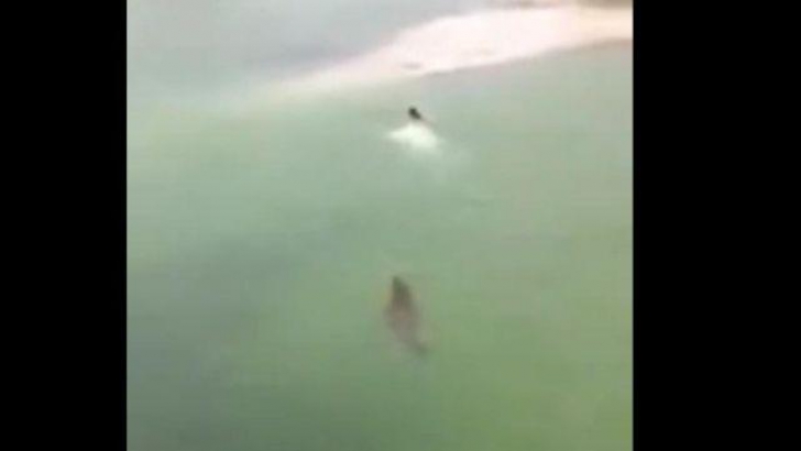 Un bărbat înoată spre mal, urmărit de un crocodil uriaş. Ce se întâmplă apoi este INCREDIBIL