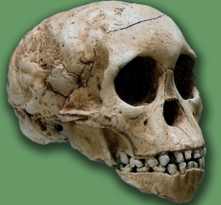 Craniul "copilului din Taung", cel mai vechi hominid cunoscut, datând de trei milioane de ani şi descoperit acum 90 de ani în Africa de Sud