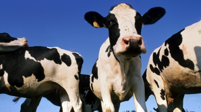 Totul despre BOALA LIMBII ALBASTRE: Cum se manifestă şi cum se transmite