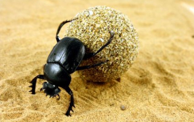 Gândacul de bălegar este cel mai puternic animal de pe pământ