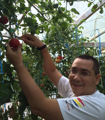 Premierul Ponta, la "munci agricole"